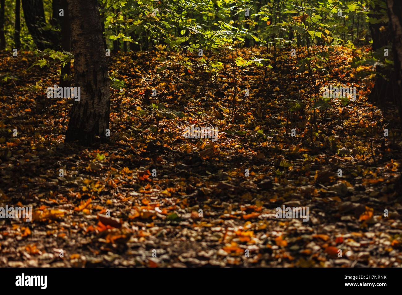 Real amazing gold of leaves in autumn forest at fall sunny day Stock Photo