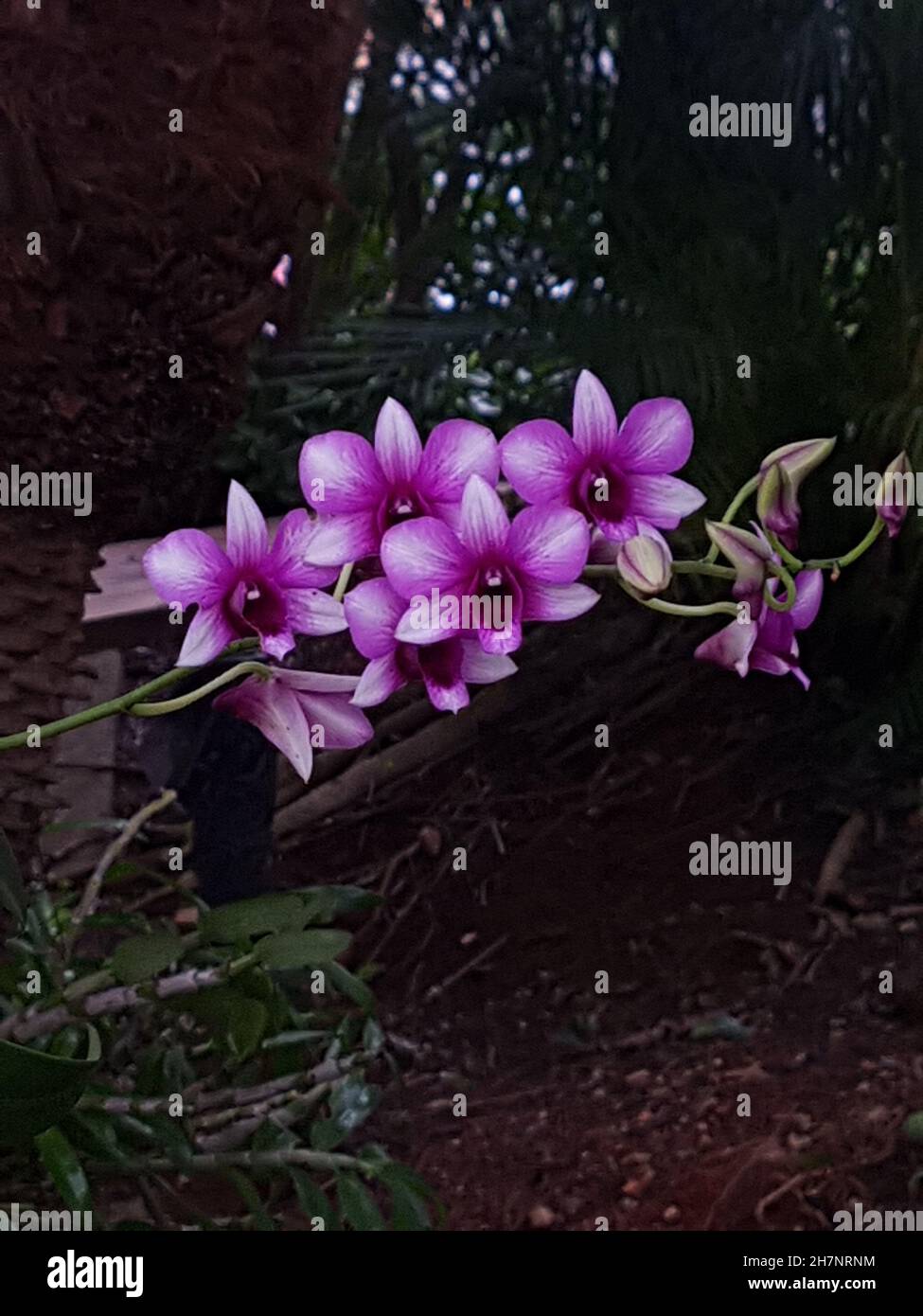View of a bouquet of Cattleya labiata or orchid, or queen of the northeast, potted plant, suspended, rustic roof, colors light pink, dark pink, purple Stock Photo