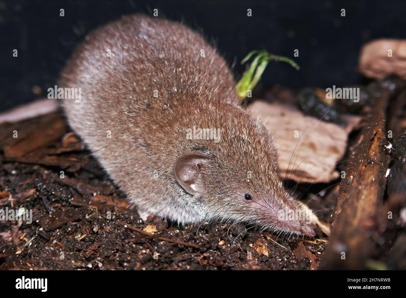 Closeup on an adult and grey hairy Greater white-toothed shrew , Crcodura russula Stock Photo