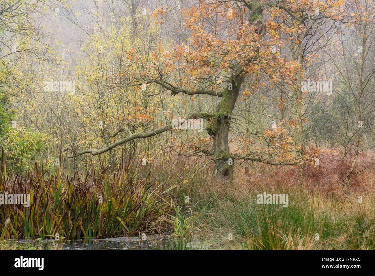 Mist in the wood at Strensall Common Nature Reserve, North Yorkshire, UK. Stock Photo