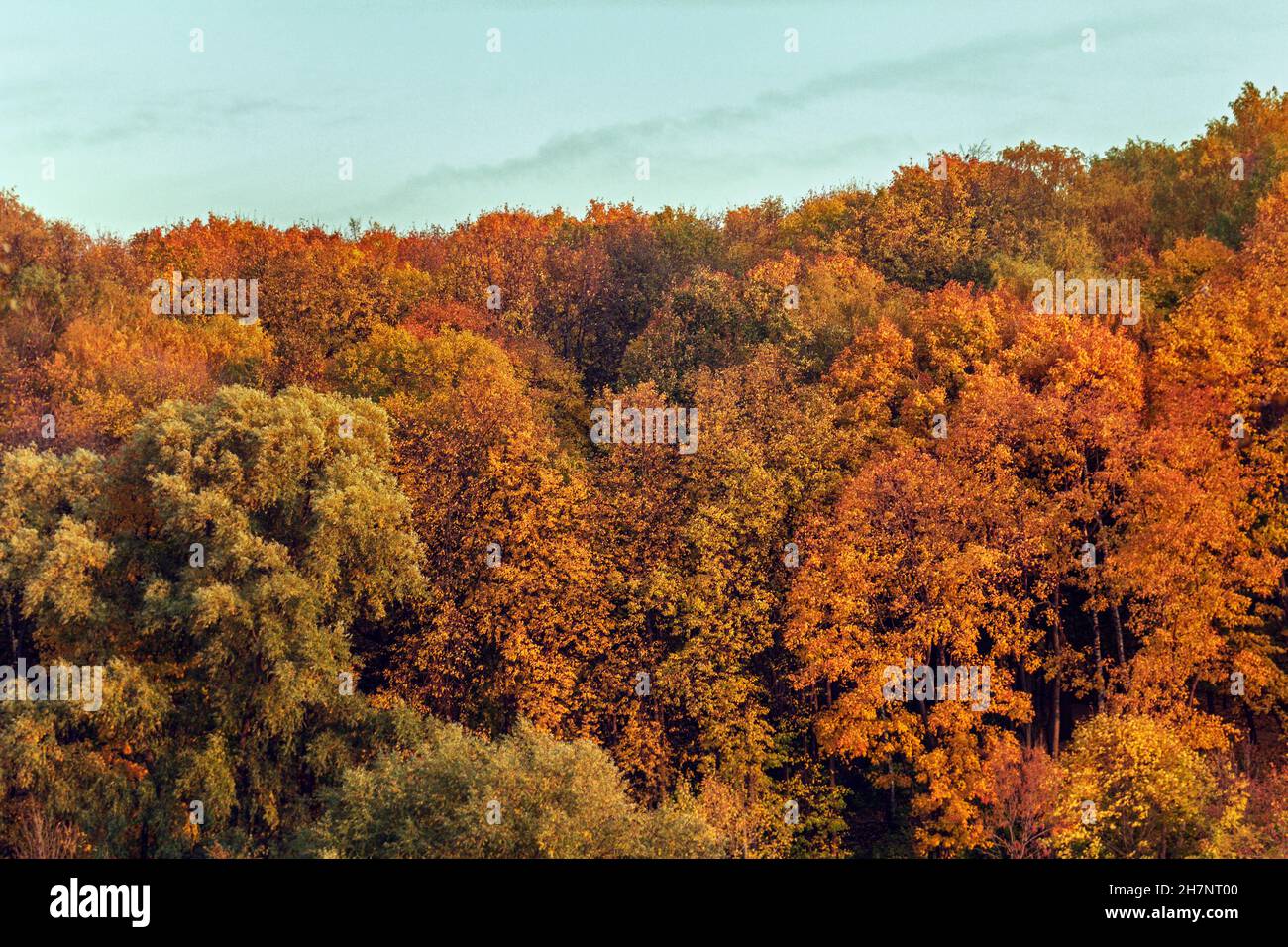 Real gold of leaves in autumn forest treetops at day Stock Photo