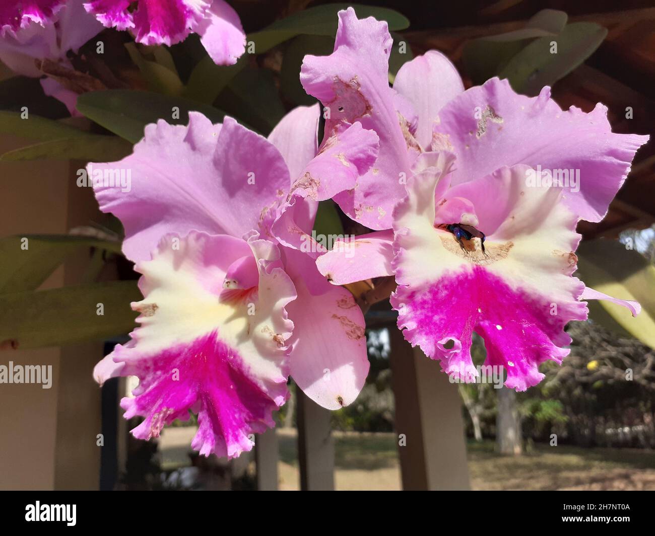 View of a bouquet of Cattleya labiata or orchid, or queen of the northeast, with an insect inside the flower. Stock Photo