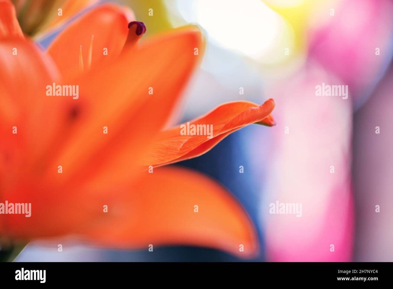 Charming orange flower on background of multi-colored abstraction for crew ideas Stock Photo