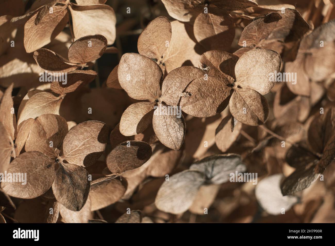 Floral background. Brown flower close up Stock Photo - Alamy
