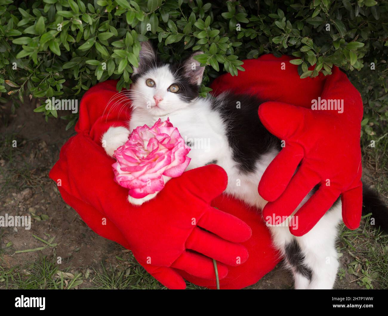 Cute Black And White Kitten Is Resting On A Red Soft Pillow With Hands And A Rose Flower Feline