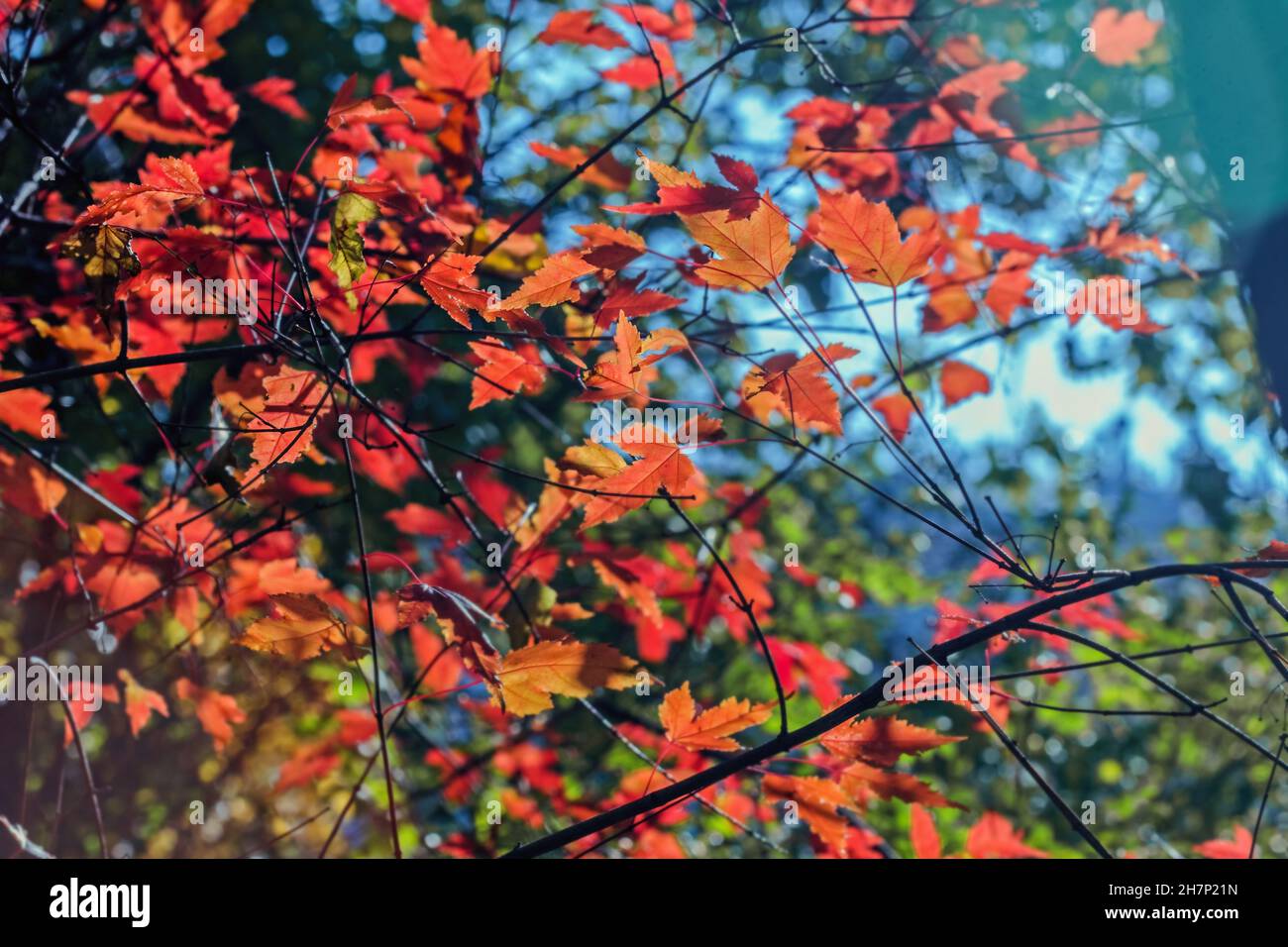 Orange-red autumn leaves on sunny day for happy real mood Stock Photo