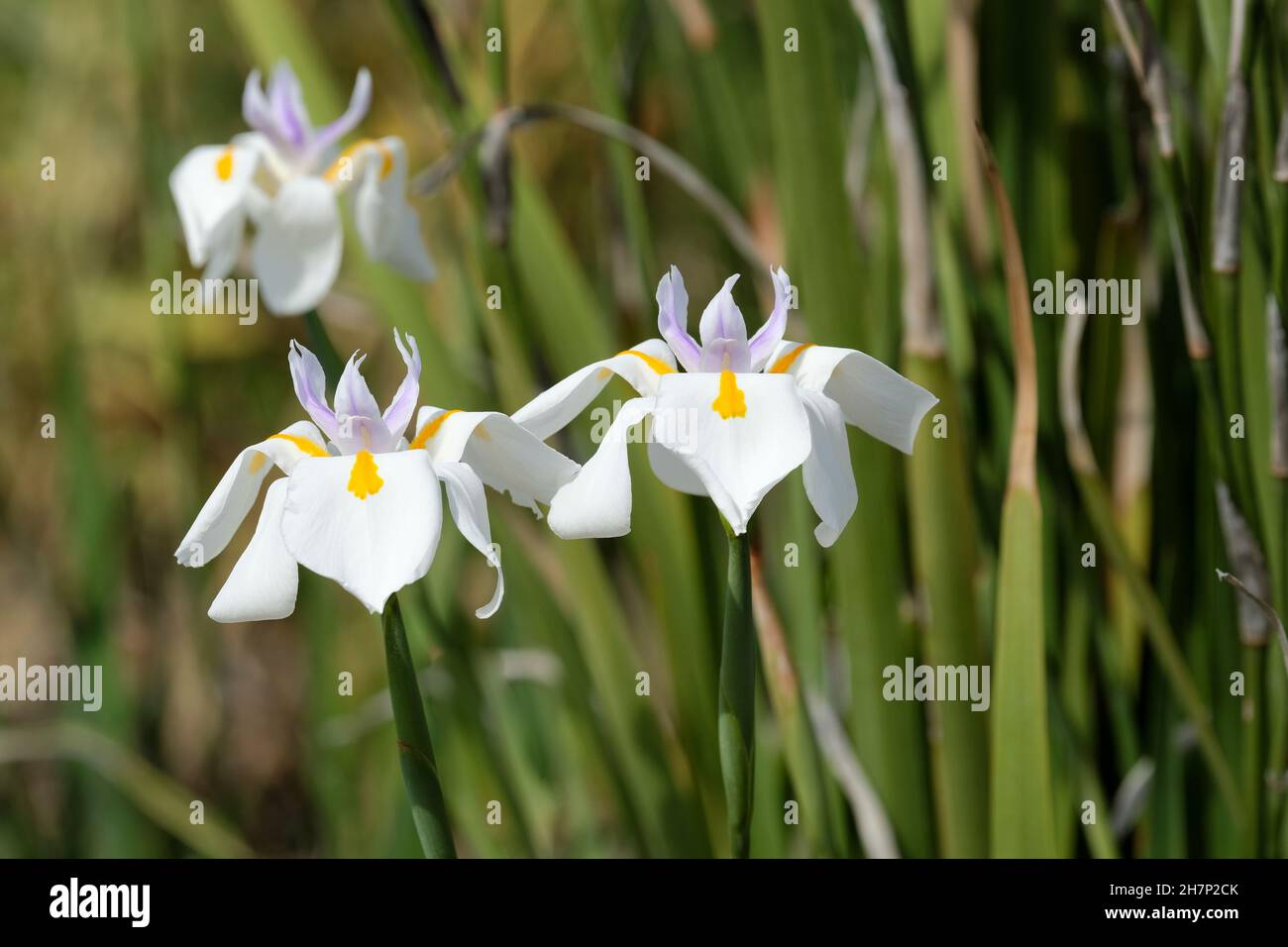 Dietes iridioides, Fortnight Lily, wild iris, cape iris, Moraea iridioides, dietes vegeta, African iris, morea iris. White/yellow/violet Stock Photo