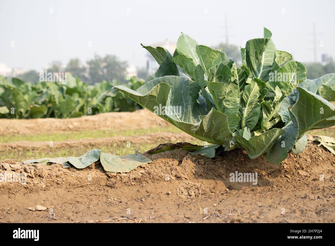 Agricultural Land With Newly Growing Cauliflower Vegetable With Fresh