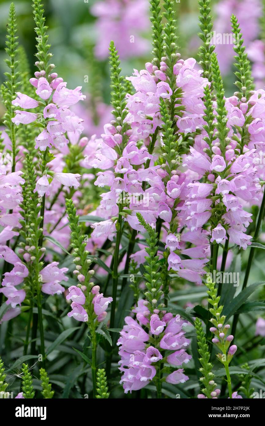 Obedient plant, Physostegia virginiana 'Summer Spire'. Pink flowers on tall spires Stock Photo