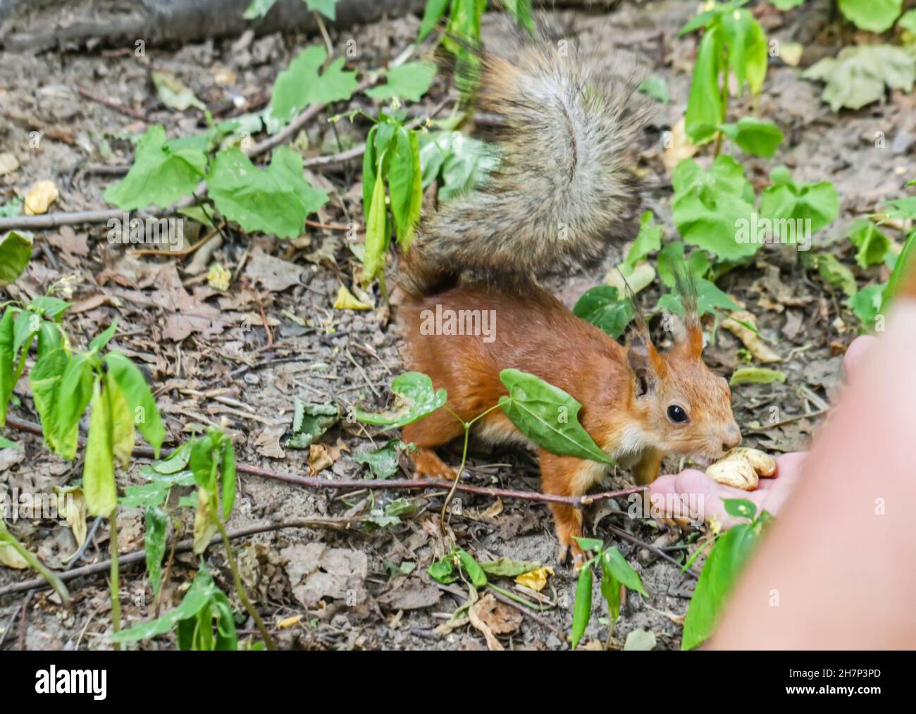 Real pretty squirrel in park eats nuts from  hand at day Stock Photo