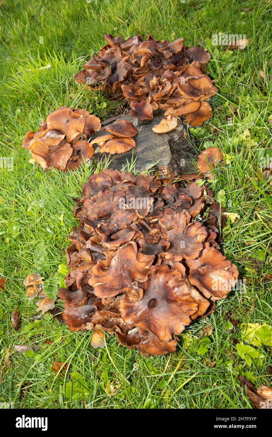A virulent parasite responsible for the death of many trees, the Ringless Honey Fungus forms unusually dense clusters on the roots of deciduous trees Stock Photo
