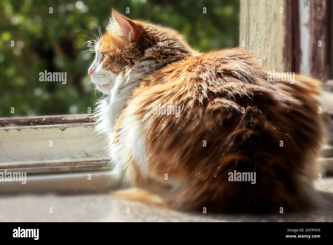 Adult pretty red cat in morning sunny open happy window Stock Photo