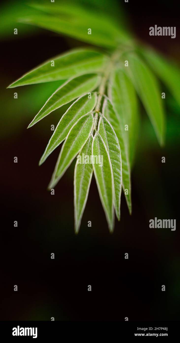 vibrant green leaf foliage on a dark background, taken in shallow depth of field with copy space, wallpaper abstract Stock Photo