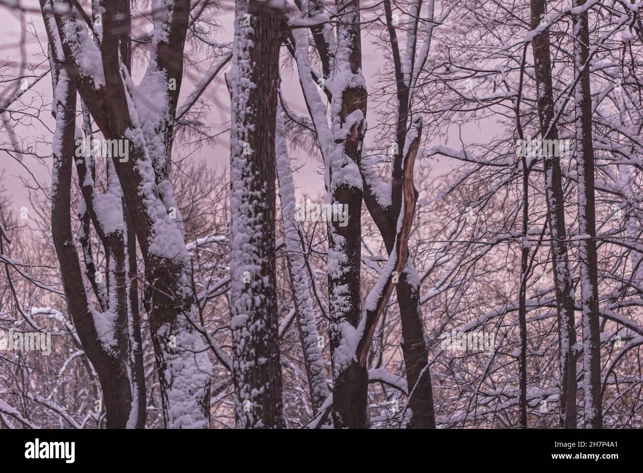 Real charming snow-covered forest in pinkish twilight for magic mood Stock Photo