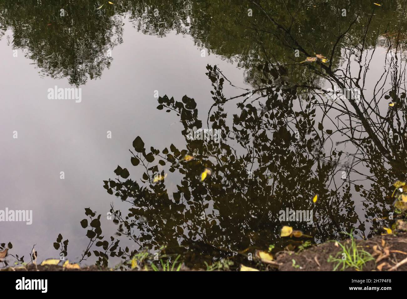 Fall branches of tree are reflected in water on cloudy day Stock Photo