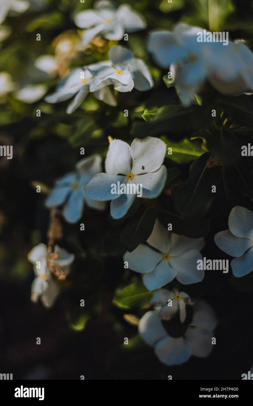 Vertical shot of beautiful blue flowers in a garde Stock Photo - Alamy