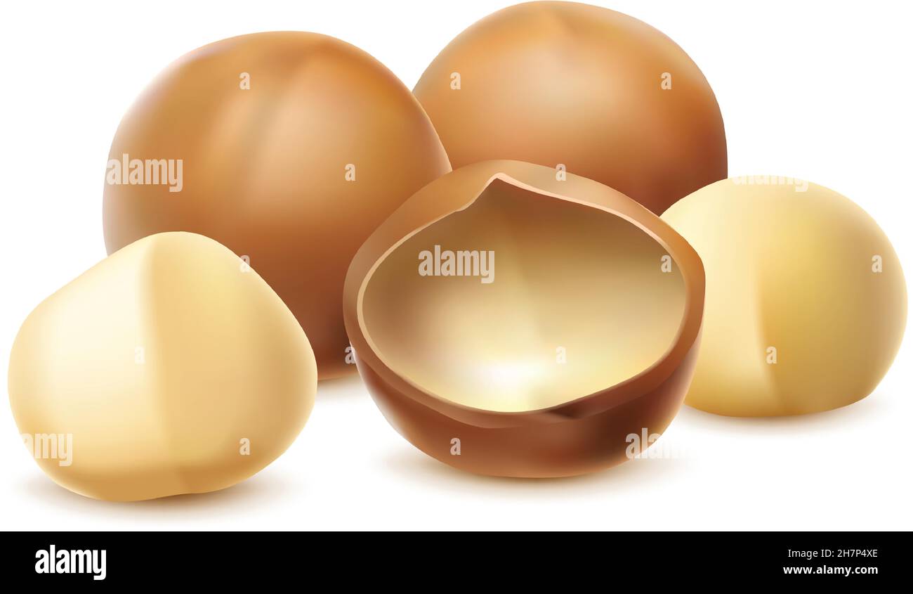 realistic vector icon. Macadamia nut with or without shell. Isolated on