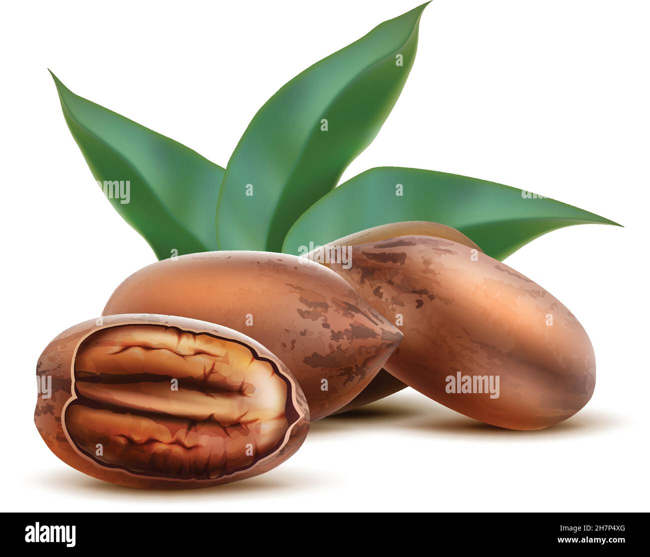 3d realistic vector icon. Pecan nuts in the shell and cracked with nut