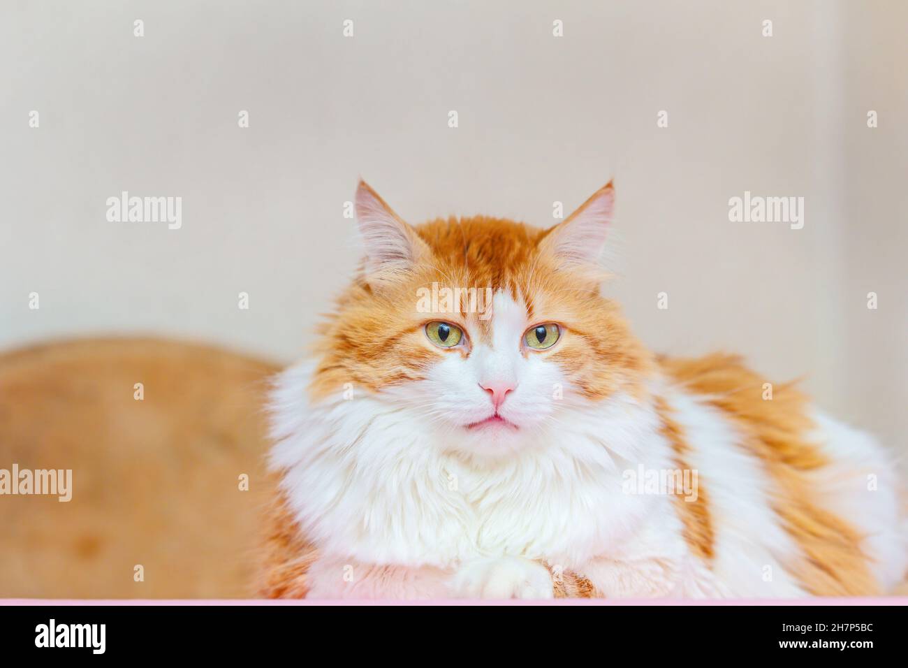 Beautiful adult red-haired and white cat looks into frame at home Stock Photo