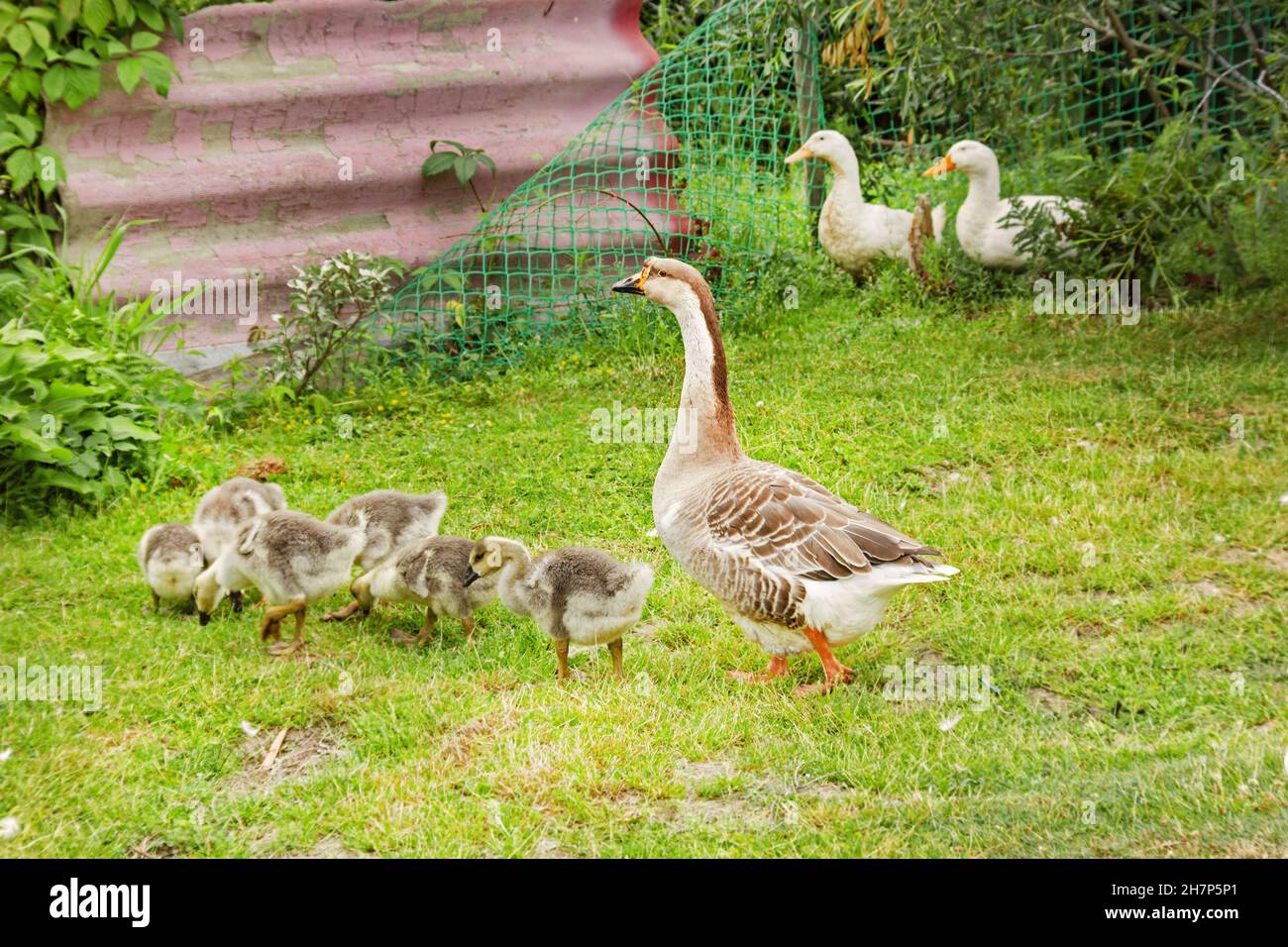 Real pretty goose and teenage goslings on green grass at summer day Stock Photo