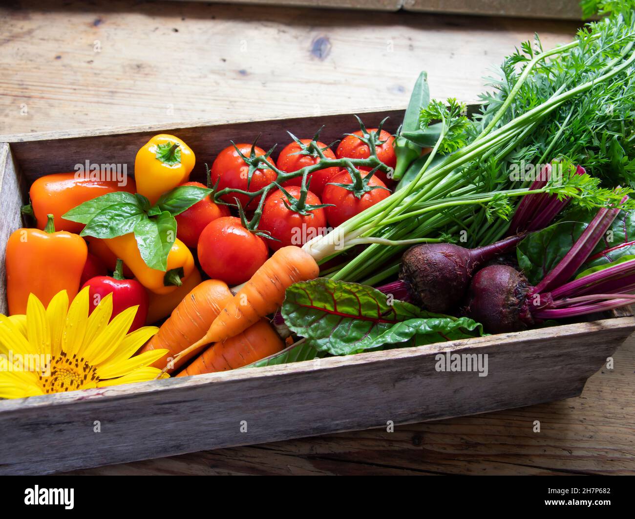 fresh raw vegetables cherry tomatoes, bell peppers, carrots, beets, okra lie in an old wooden box Stock Photo