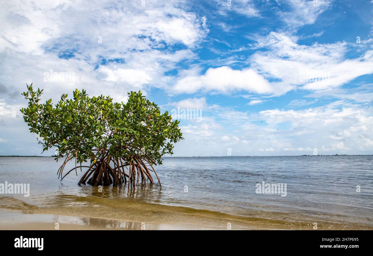 Single mangrove tree grows on the beach in Florida, USA Stock Photo - Alamy