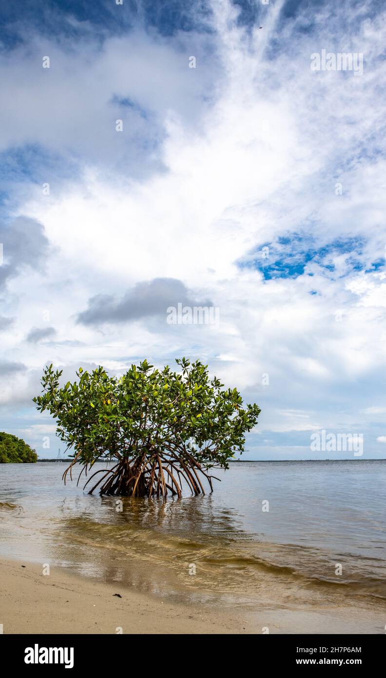 Single mangrove tree grows on the beach in Florida, USA Stock Photo - Alamy