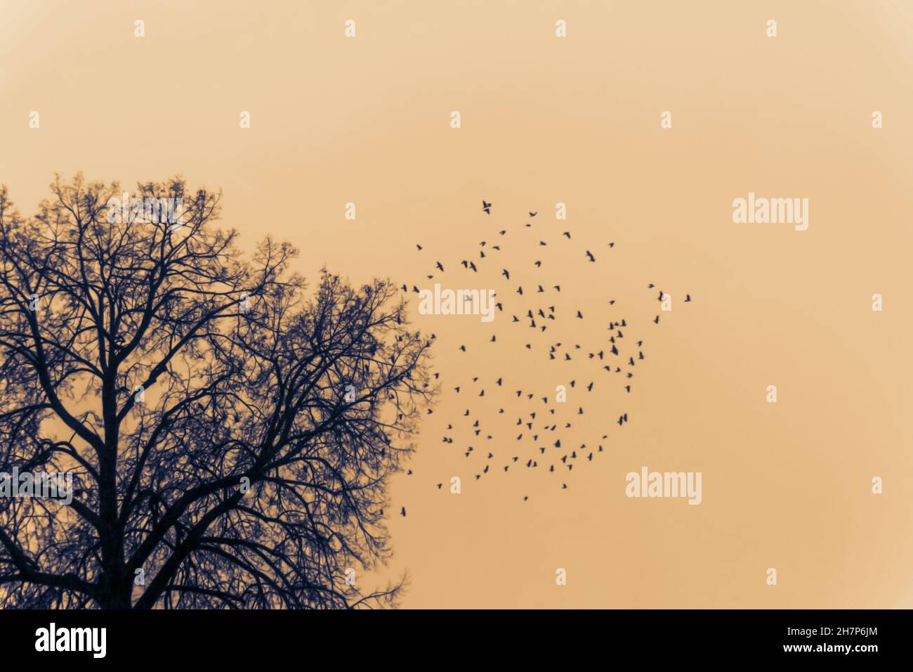 Fantasy study etude about theme of birds flying away in future autumn Stock Photo