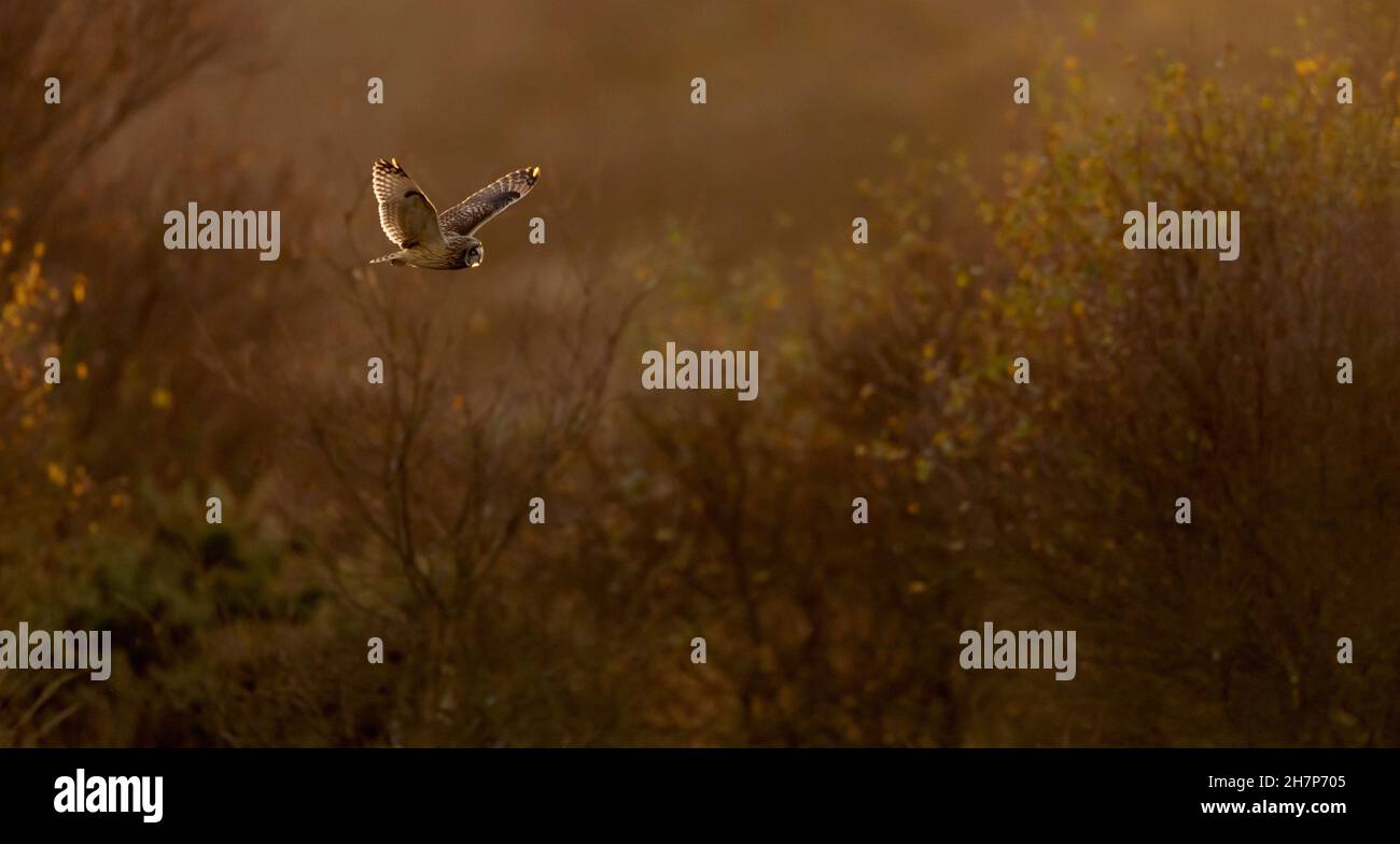 A wild Short Eared Owl (Asio flammeus) hunting in the the Autumn colours in early evening sunlight, Norfolk Stock Photo