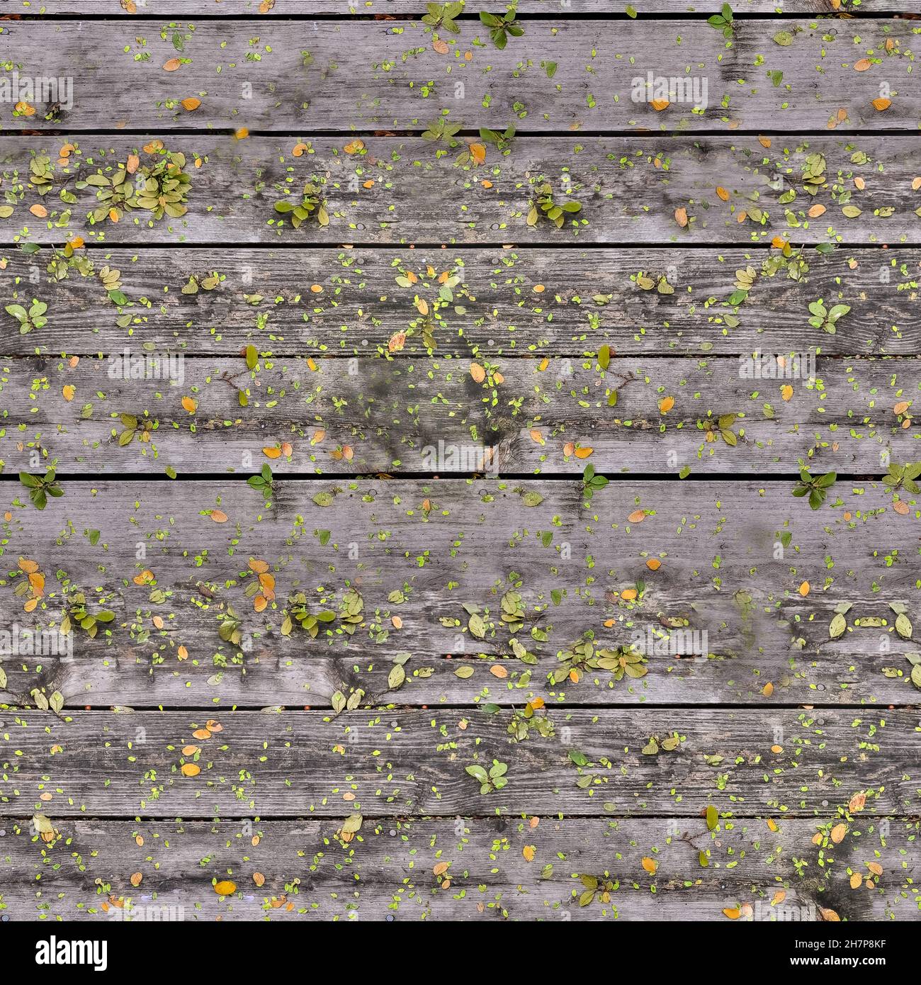 Texture wood plank 4K high quality Stock Photo - Alamy