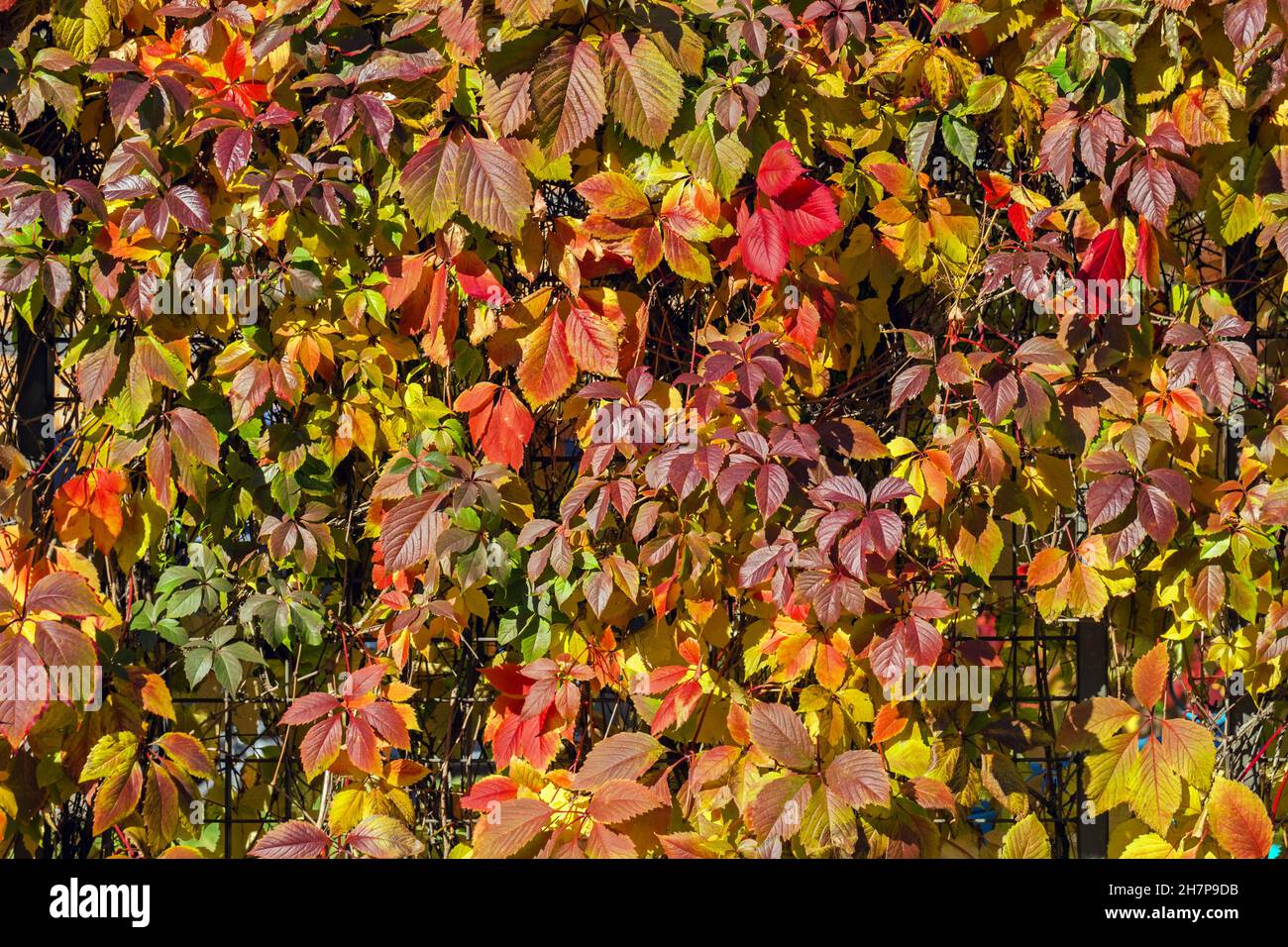 Pretty colorful leaves of wild grapes in  sunlight happy weather Stock Photo
