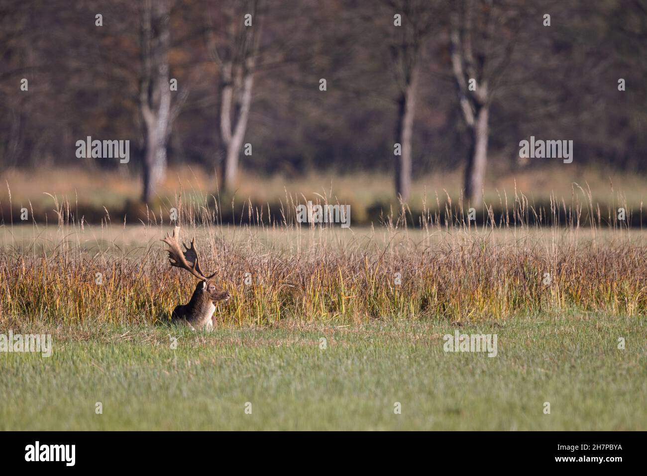 Fallow deer (Dama dama) lying on a meadow in the nature protection area Moenchbruch near Frankfurt, Germany. Stock Photo