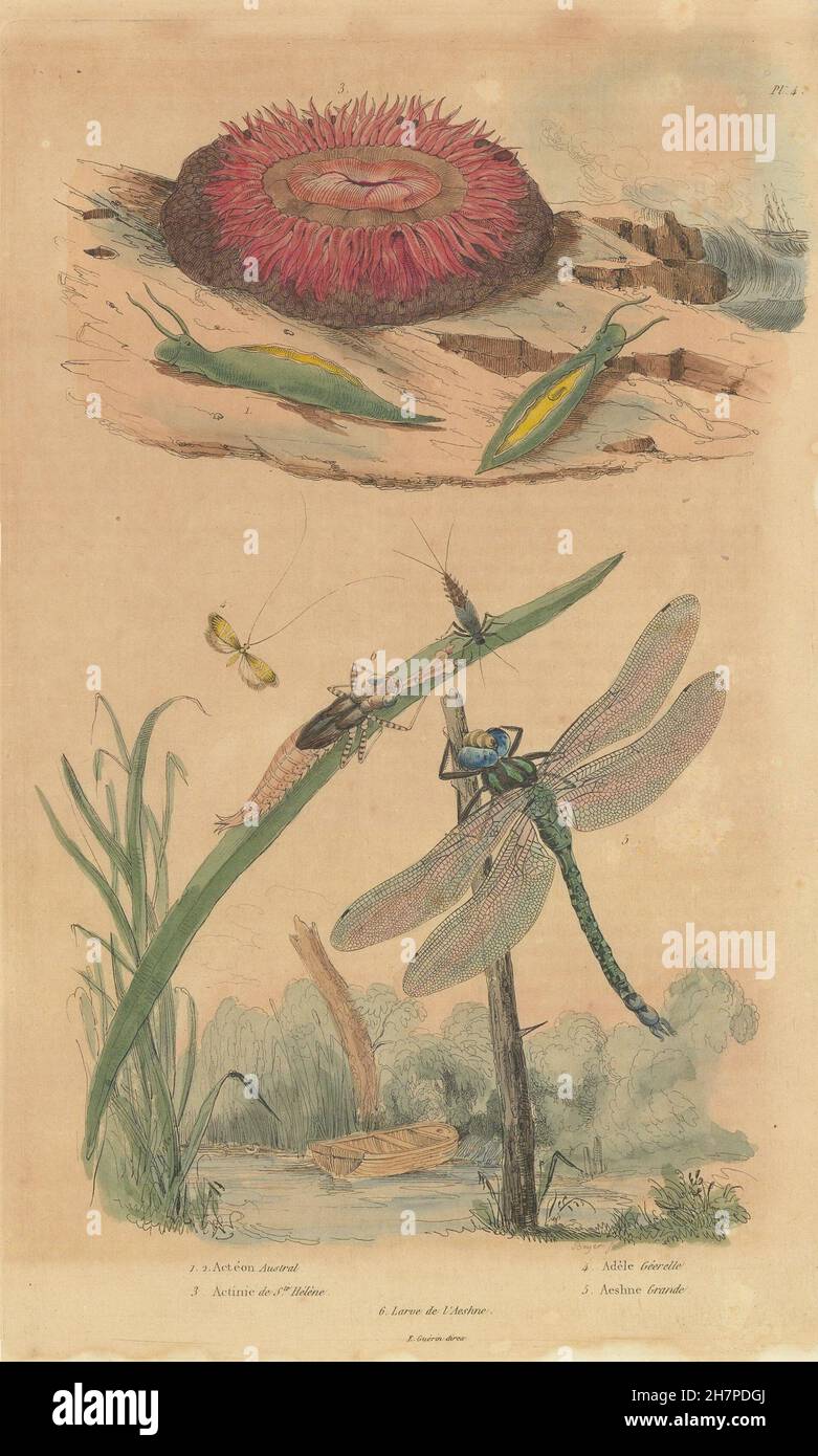Acteon sea snail. Sea anemone. Longhorn moth. Hawker or darner dragonfly, 1833 Stock Photo