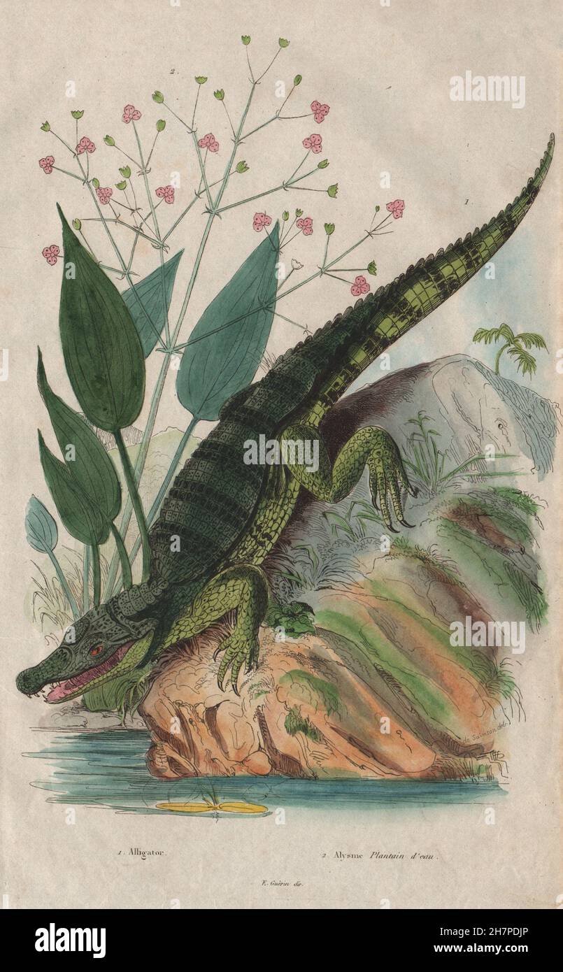 Alligator. Alisma plantago-aquatica (common water-plantain/mad dog weed), 1833 Stock Photo