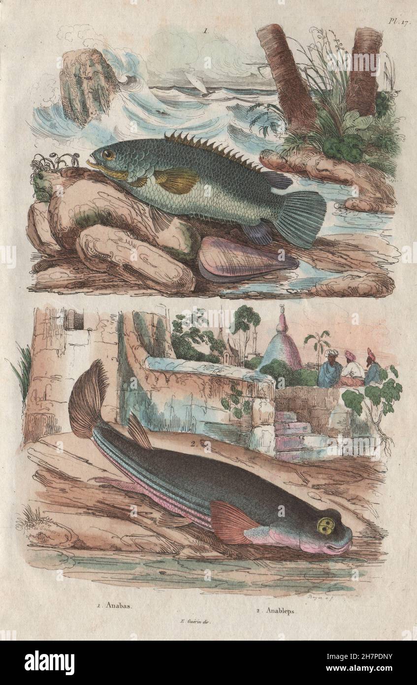 FISH: Anabas (Climbing Perch). Anableps (Four-eyed Fish), antique print 1833 Stock Photo