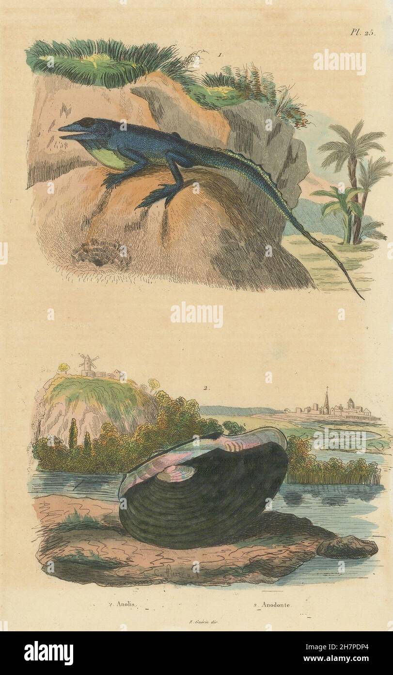 Anolis lizard. Anodonta mussel, antique print 1833 Stock Photo