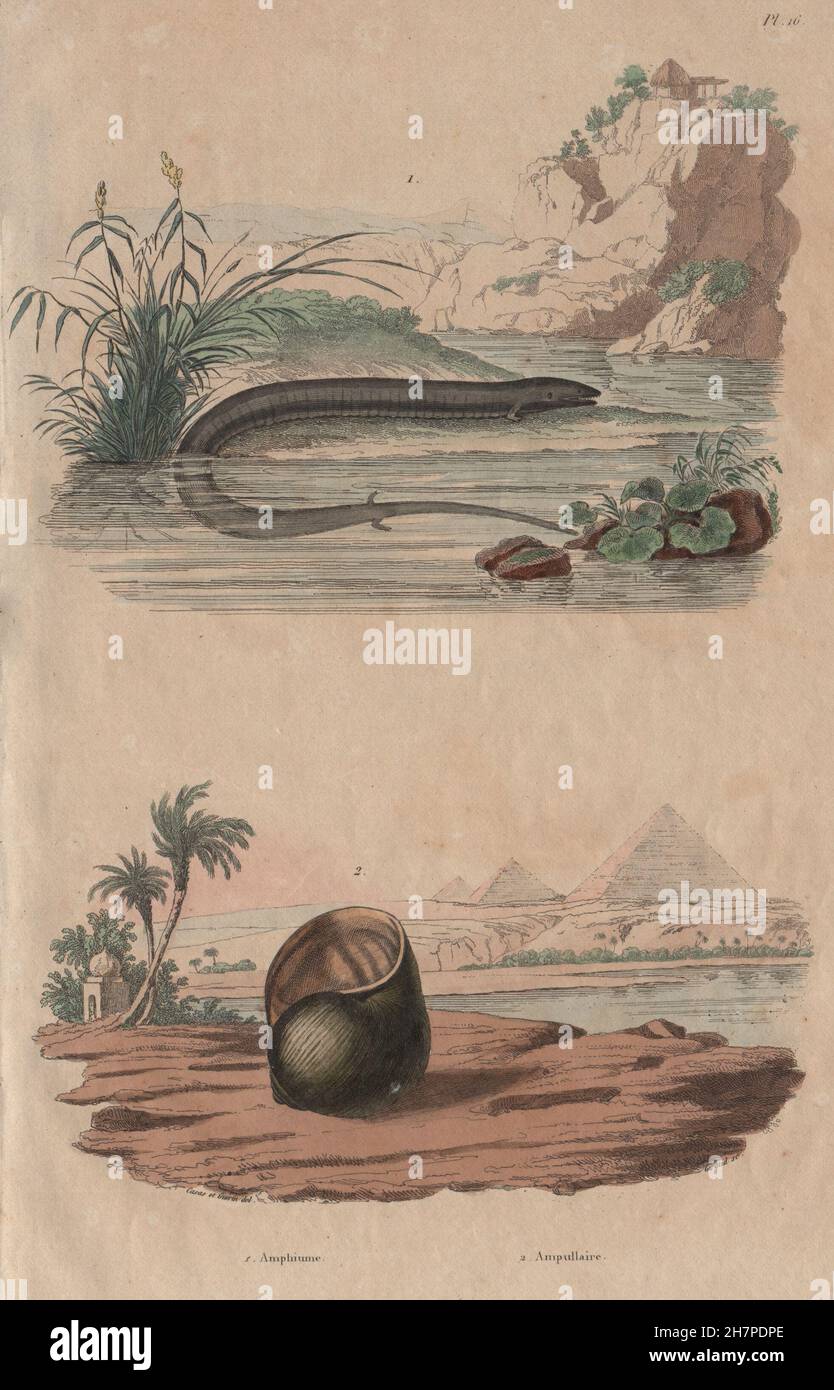 ANIMALS: Amphiuma (Aquatic Salamander). Ampullariidae (Pomacea snail), 1833 Stock Photo