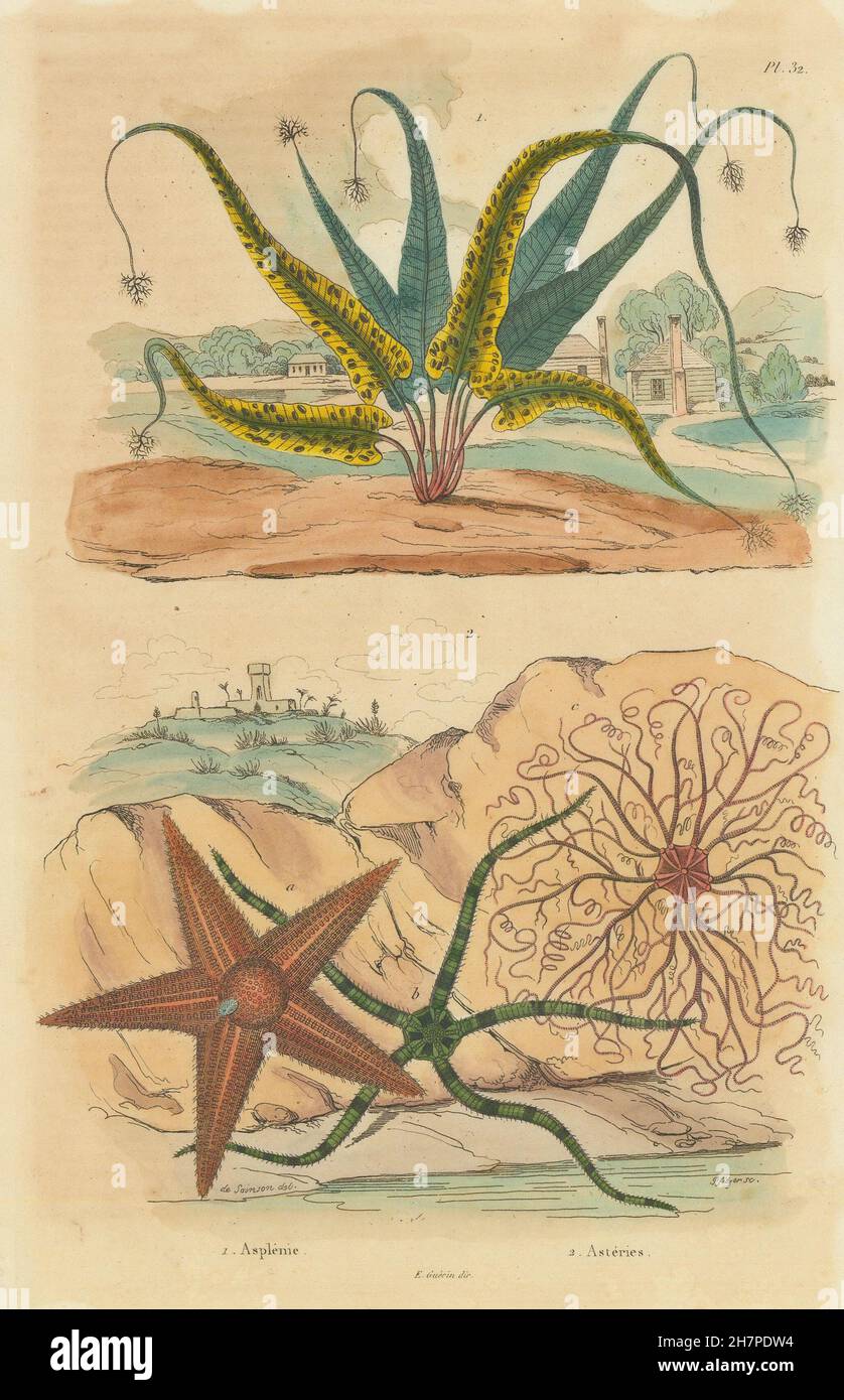 Asplenium ferns. Asterias (Sea stars), antique print 1833 Stock Photo