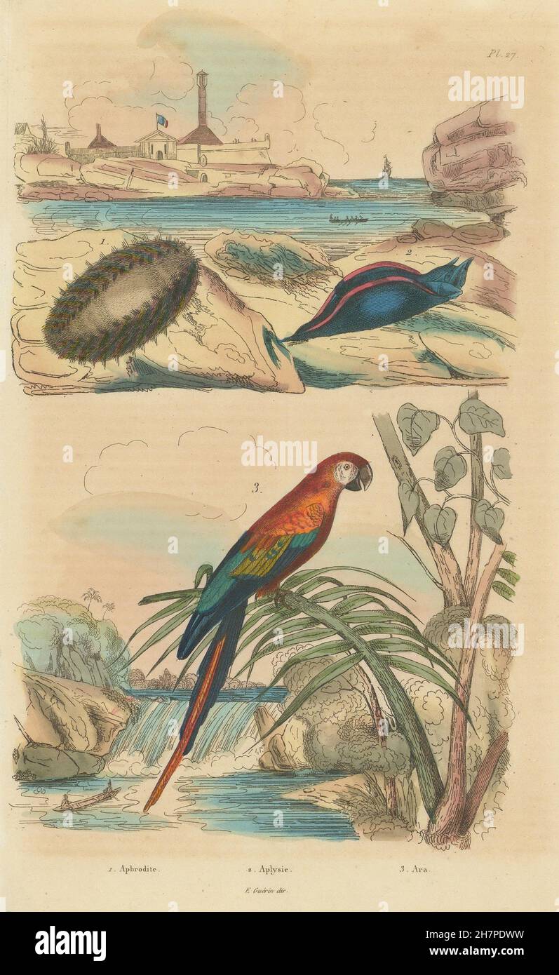 Aphrodite Sea Mouse. Aplysie (Aplysia) Sea slug. Ara (Scarlet Macaw), 1833 Stock Photo