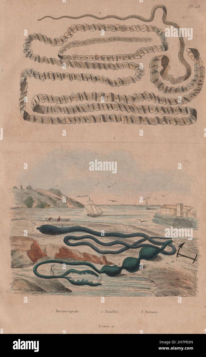 Asian tapeworm. Bonellia viridis (green spoonworm). Borlasia (ribbon worm), 1833 Stock Photo