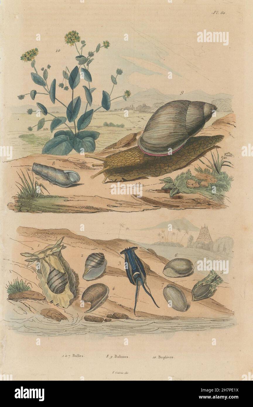 Bulle molluscs. Rumina decollata (decollate snail). Bupleurum, old print 1833 Stock Photo