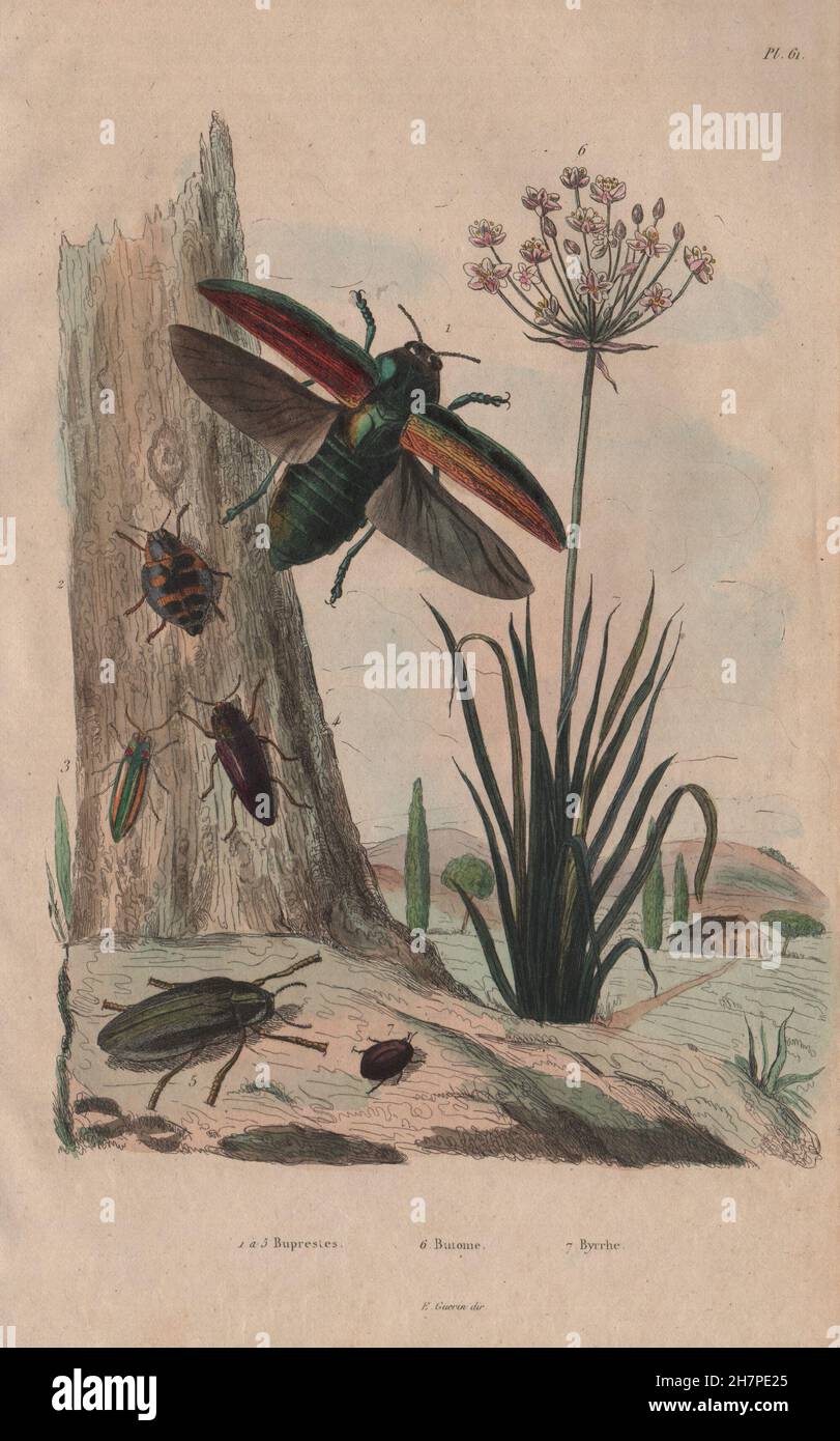 Buprestidae (Jewel beetles). Butomus (Grass rush). Byrrhidae (Pill Beetle), 1833 Stock Photo