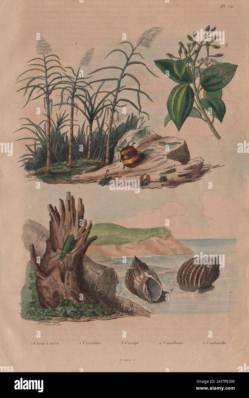 Sugar cane. Cinnamon tree. Canopus. Bivetiella cancellata. Spanish Fly, 1833 Stock Photo