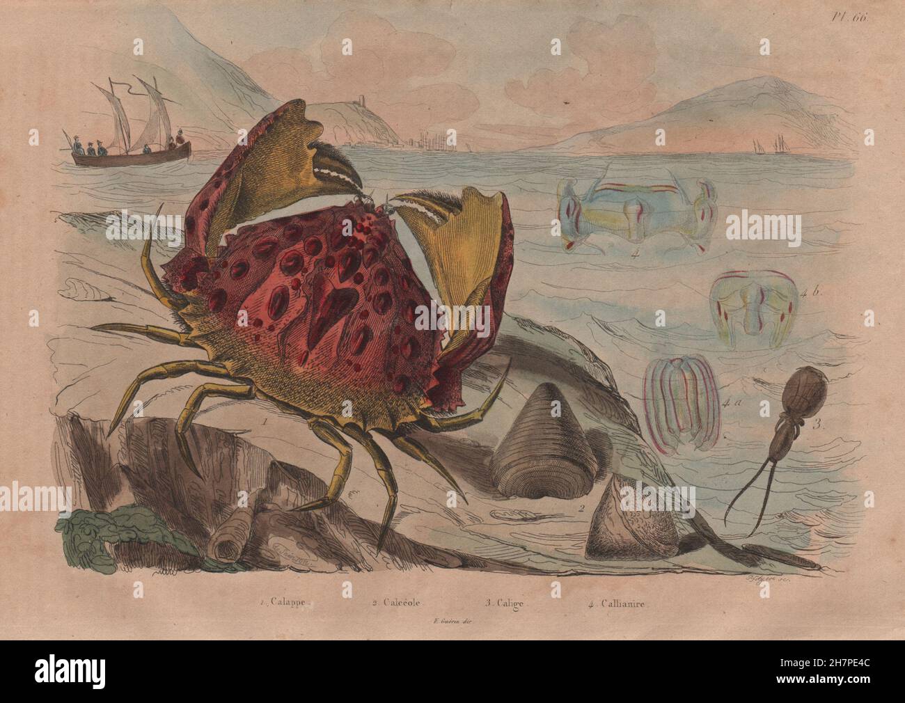 Calappa (box/shame-faced crab). Calceola coral. Calige. Callianira jellies, 1833 Stock Photo