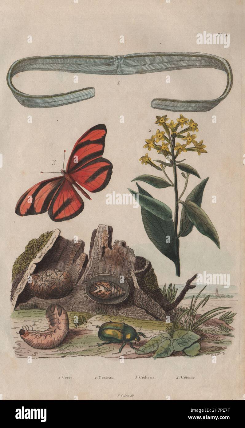 Cestoda/flatworm.Cestrum/Jessamine.Cethosia/Lacewing butterfly.Rose chafer, 1833 Stock Photo
