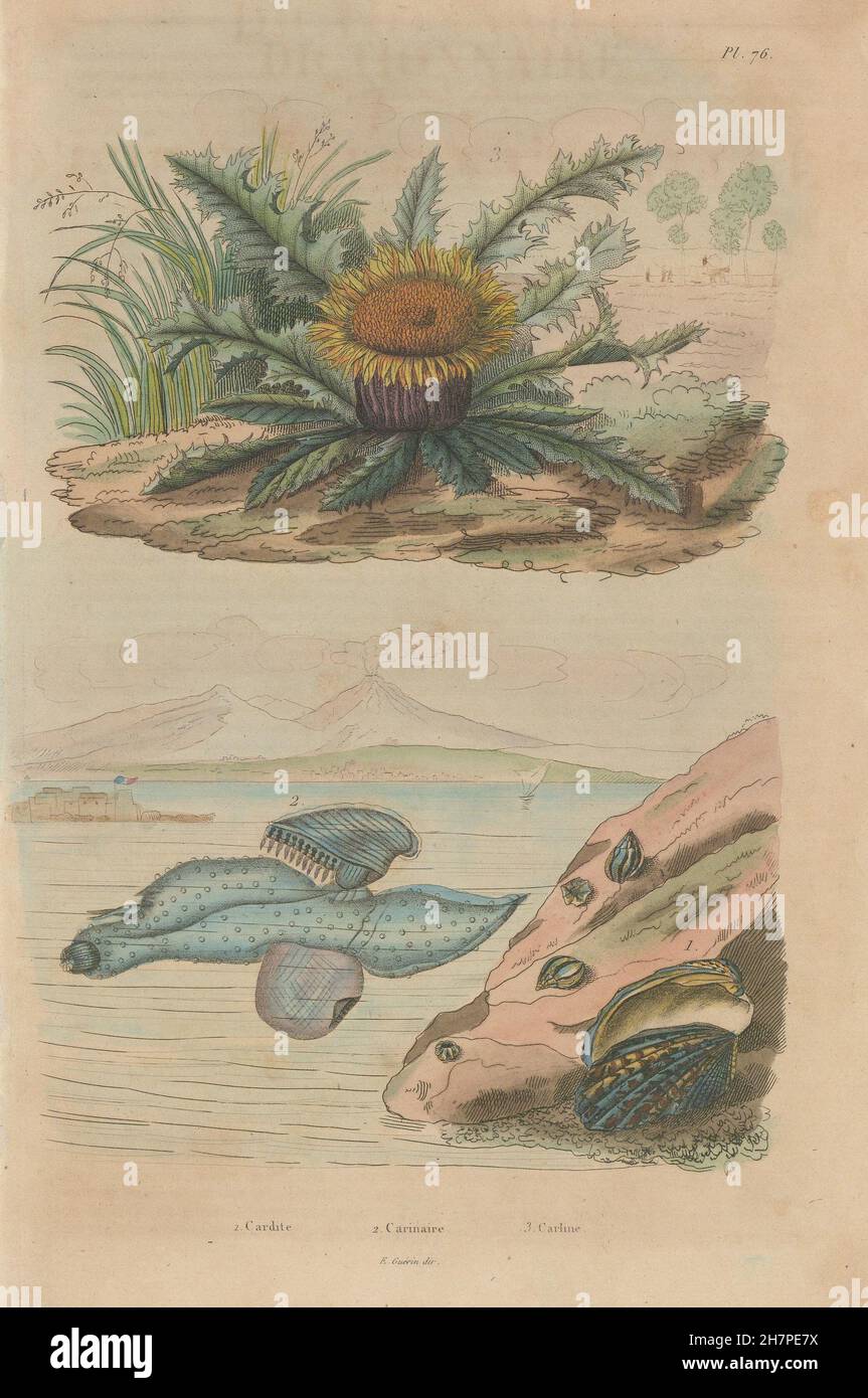 Carditis.Carinaria/Floating sea snail. Carline Thistle Carlina acanthifolia 1833 Stock Photo