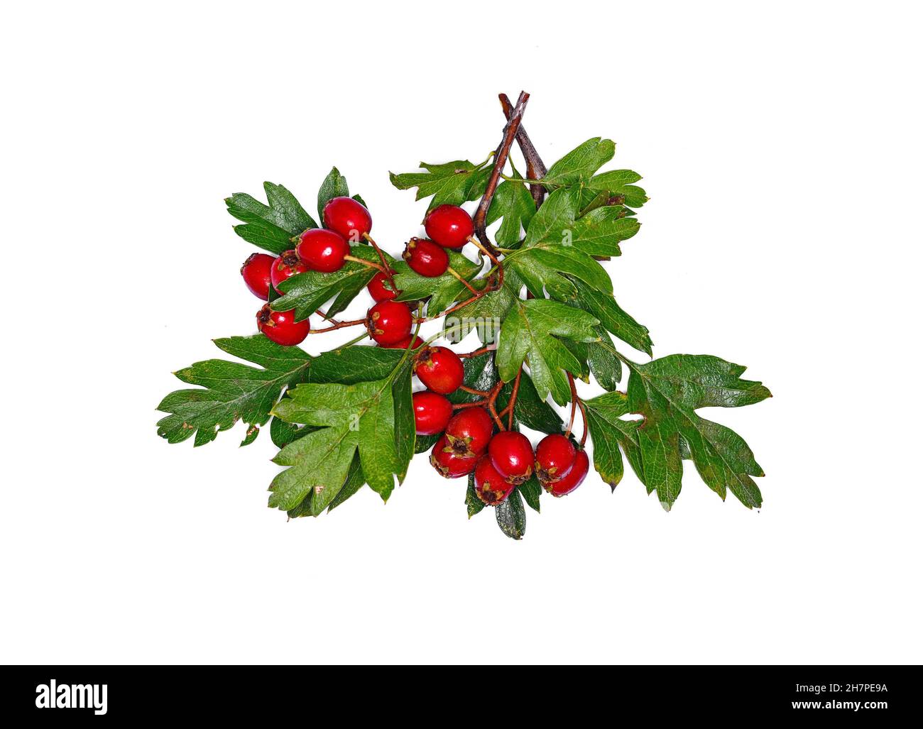 White woodland shrub Cut Out Stock Images & Pictures - Alamy