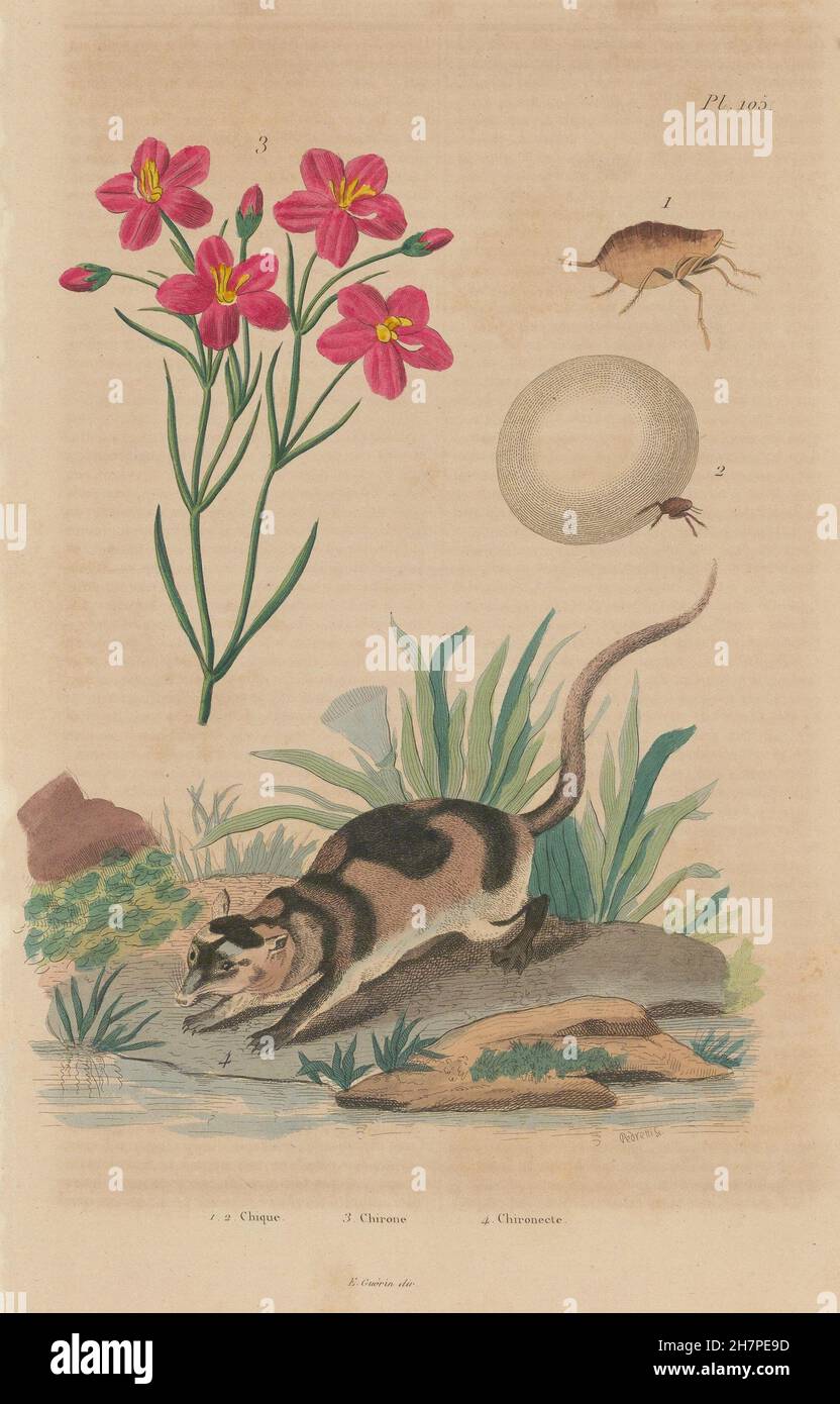 Chique (chigoe flea). Chironia. Chironecte (Water Opposum), antique print 1833 Stock Photo