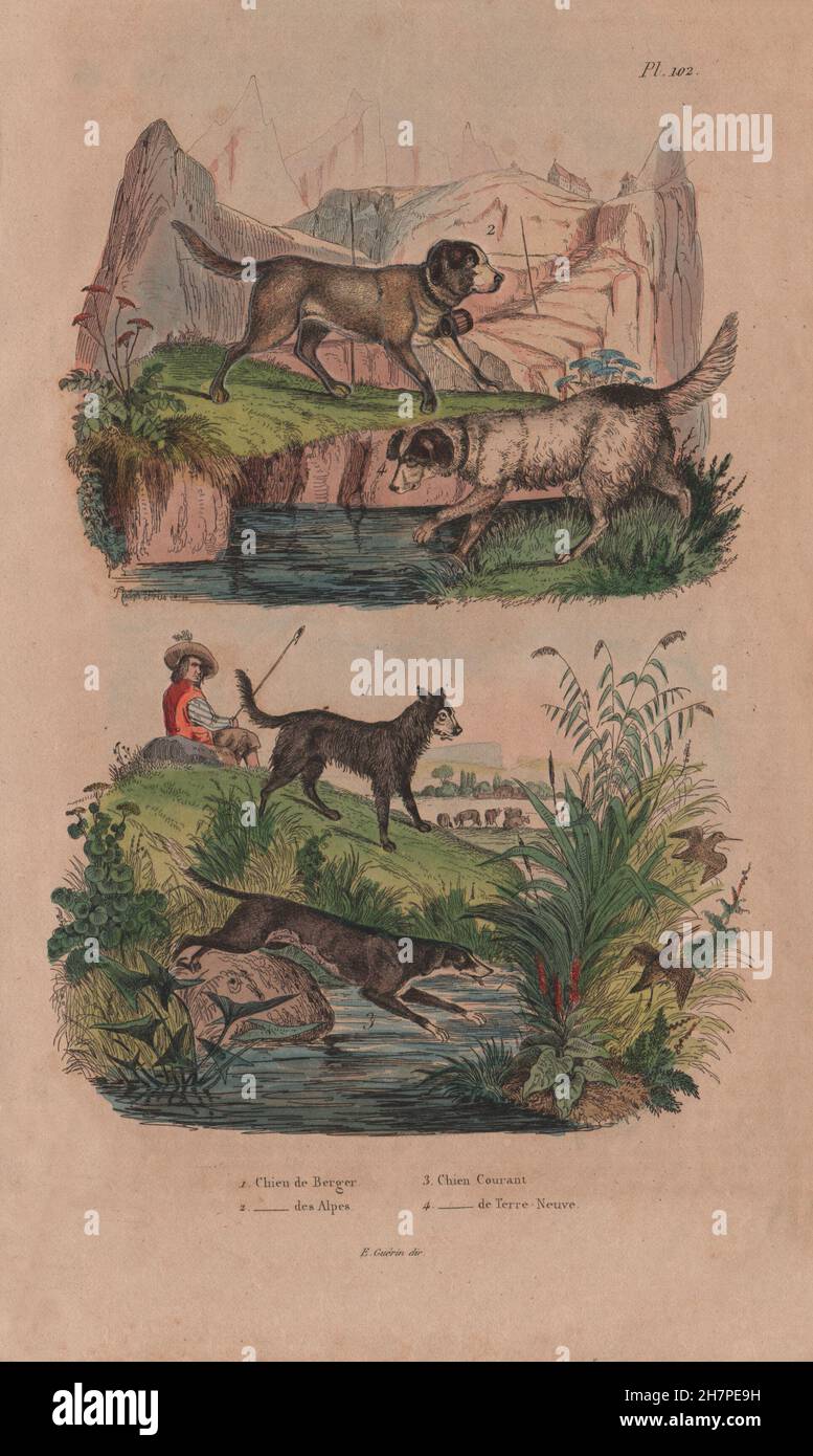 Otter caught in hunter's trap being harassed by hunting dogs. Old 19th  century engraved illustration, El Mundo Ilustrado 1881 Stock Photo - Alamy