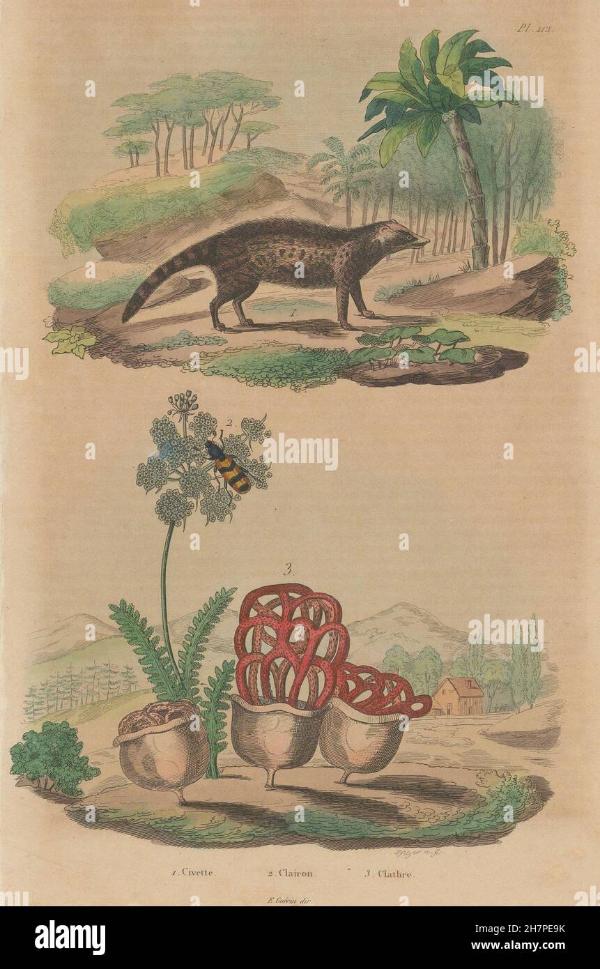 Civette (Civet). Clairon (Trichodes apiarius). Clathrus ruber fungus, 1833 Stock Photo